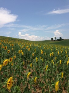 MarkBFieldFlowersFrance