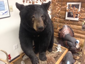 Wildlife display at Elk Center in Ponca AR